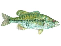 Spotted Bass